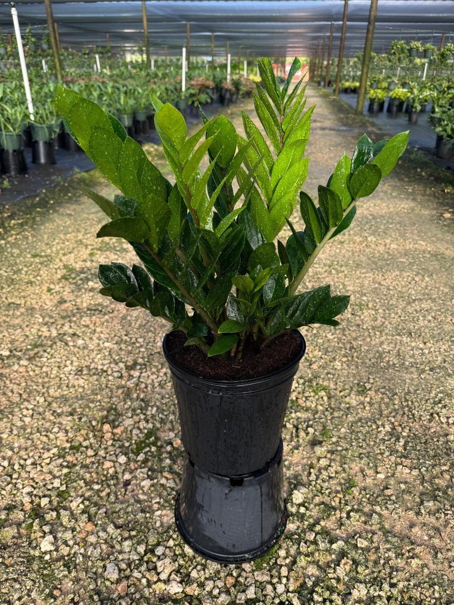 ZZ Plant — Mariani Plants